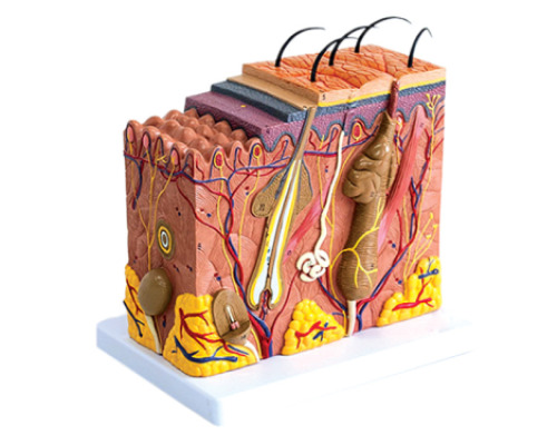 Human skin model
