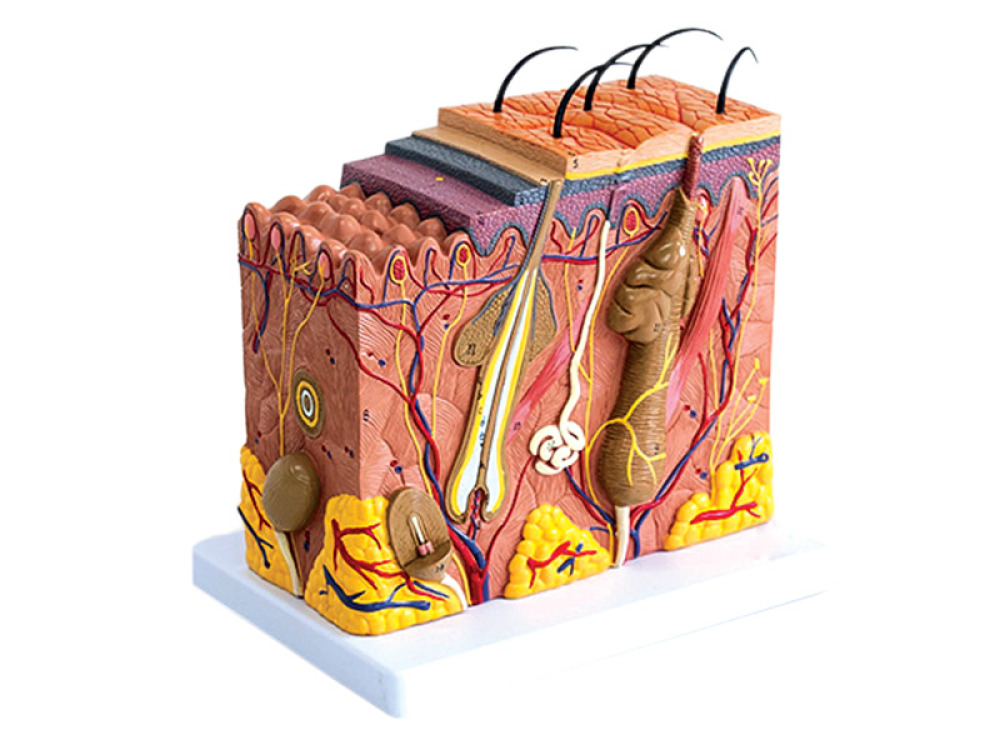 Human skin model