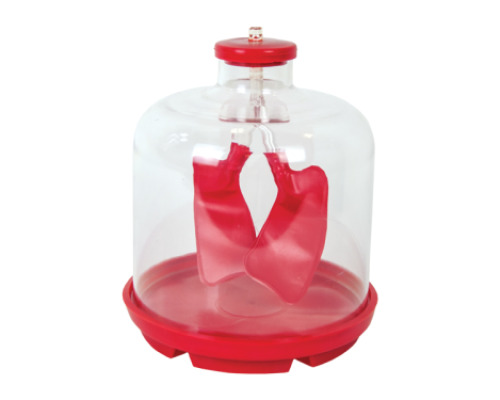 Lung demonstration model
