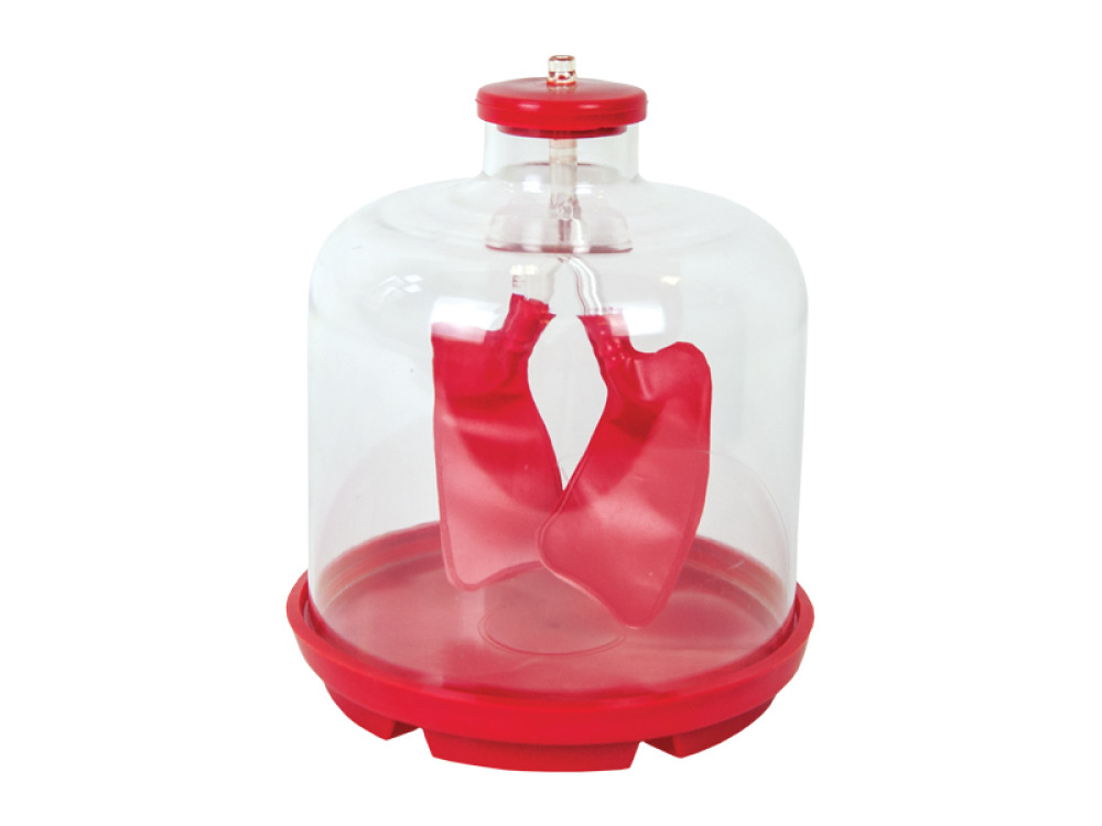 Lung demonstration model