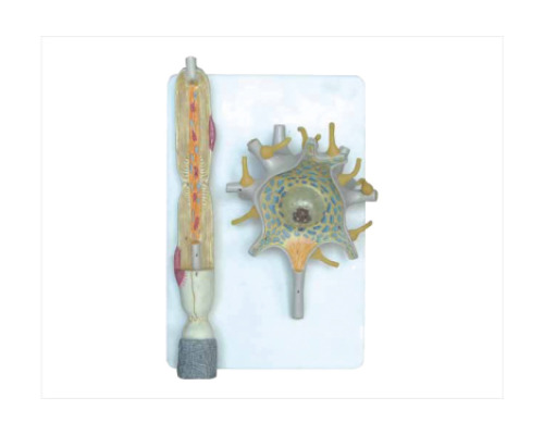 Neuron model