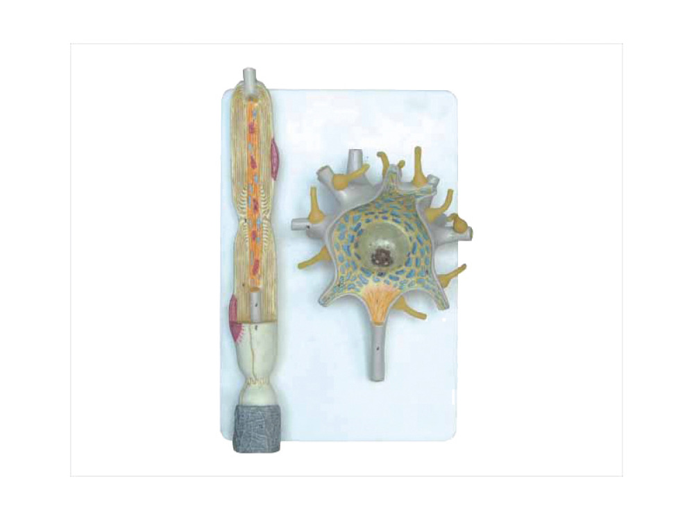 Neuron model