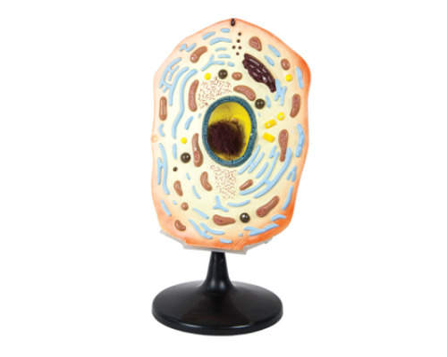 Animal cell model