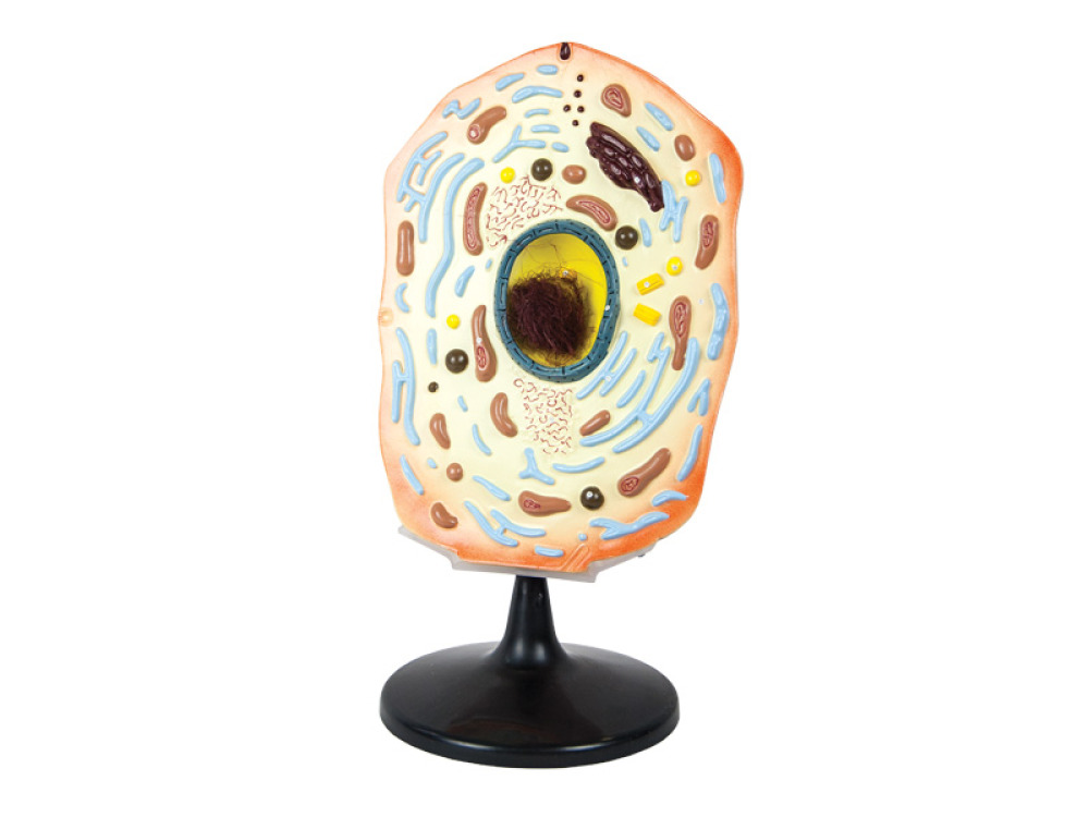 Animal cell model