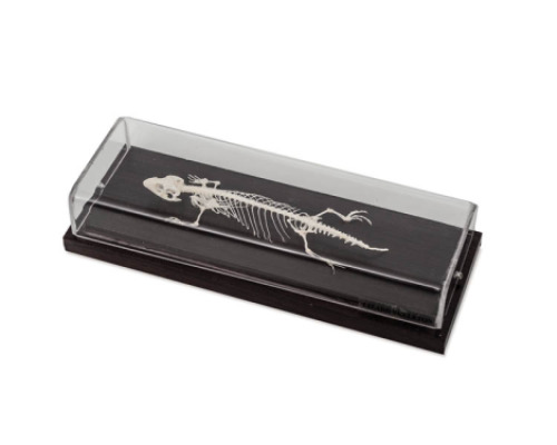 LIZARD SKELETON