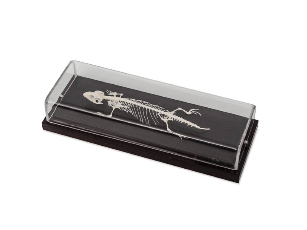 LIZARD SKELETON