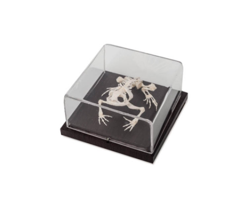 TOAD SKELETON