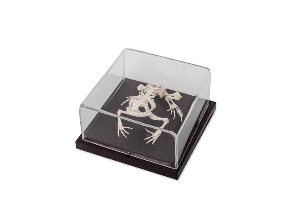 TOAD SKELETON