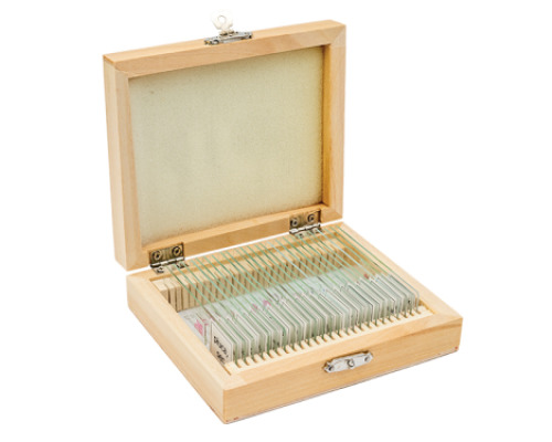 Microscope slides Human anatomy