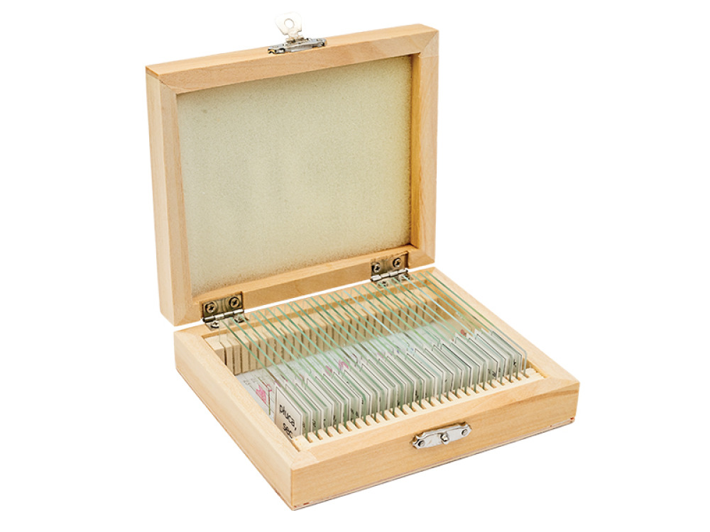 Microscope slides Human anatomy