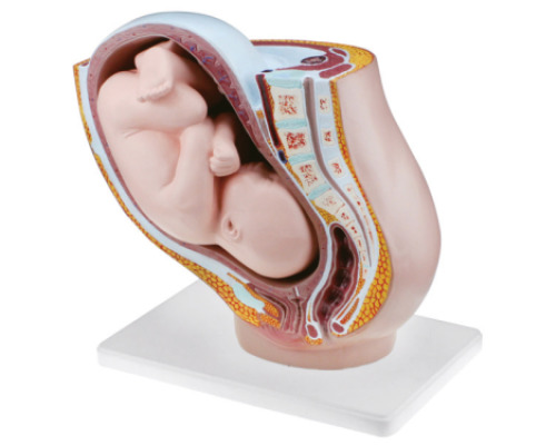 Pregnant woman uterus. Model