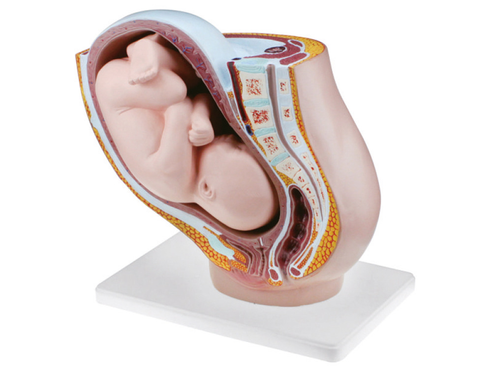 Pregnant woman uterus. Model