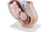 Pregnant woman uterus. Model