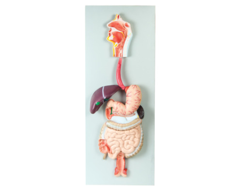 Digestive system. 3D board