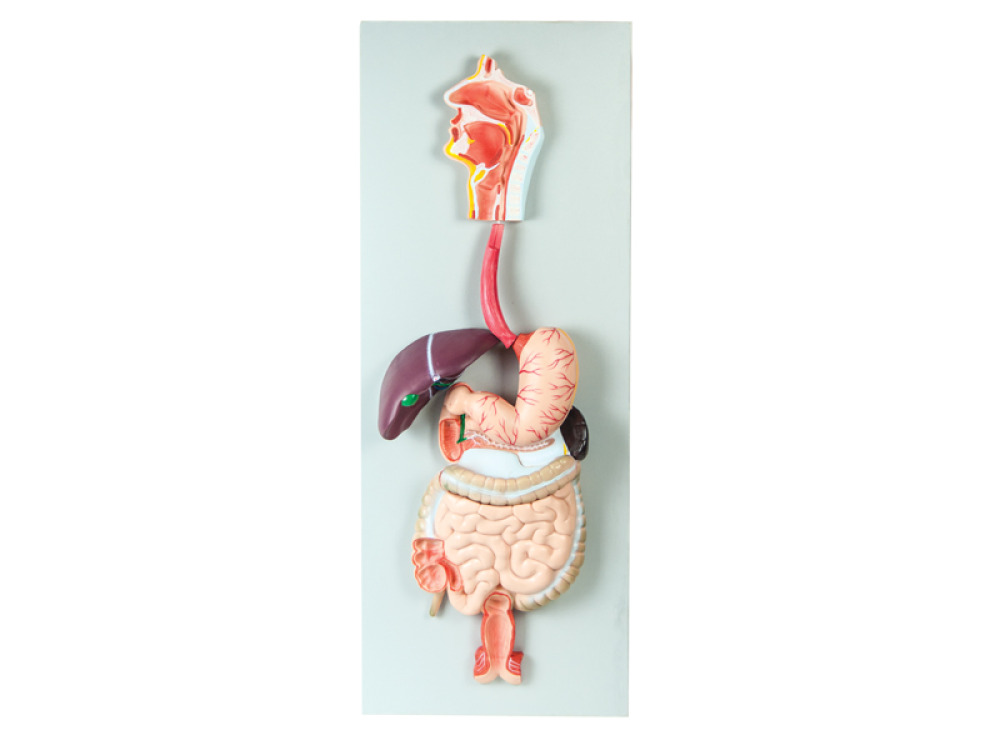 Digestive system. 3D board