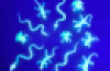 Glow In Dark Reptiles Set