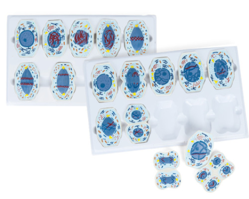 Meiosis and mitosis. Demonstration set