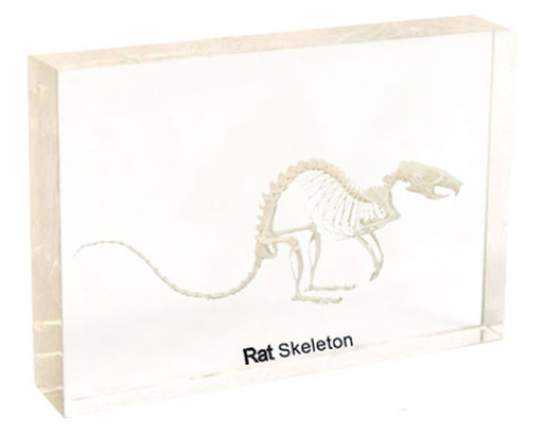 Rat skeleton