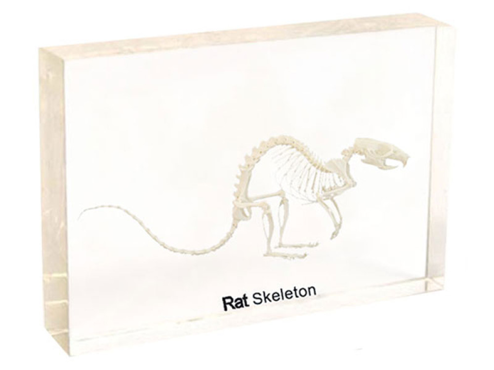 Rat skeleton
