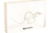 Rat skeleton