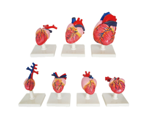 The evolution of vertebrates? hearts