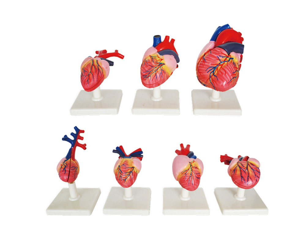 The evolution of vertebrates? hearts