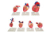 The evolution of vertebrates? hearts
