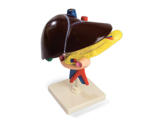 Human liver, pancreas and duodenum. Anatomical model