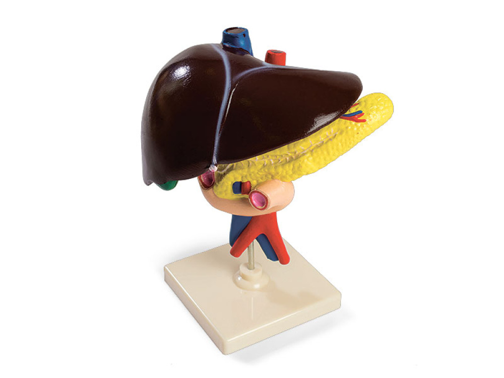 Human liver, pancreas and duodenum. Anatomical model