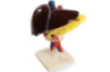 Human liver, pancreas and duodenum. Anatomical model