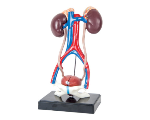Human urinary system. Unisex model