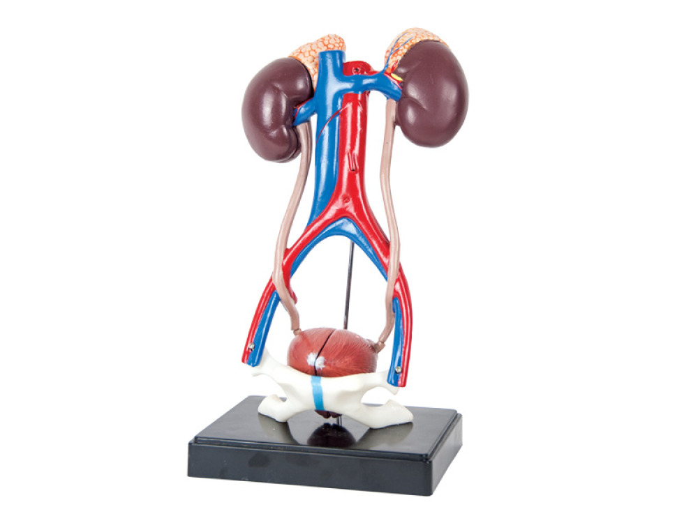 Human urinary system. Unisex model