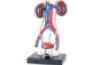 Human urinary system. Unisex model