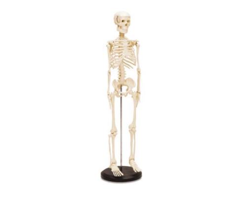 Small human skeleton model