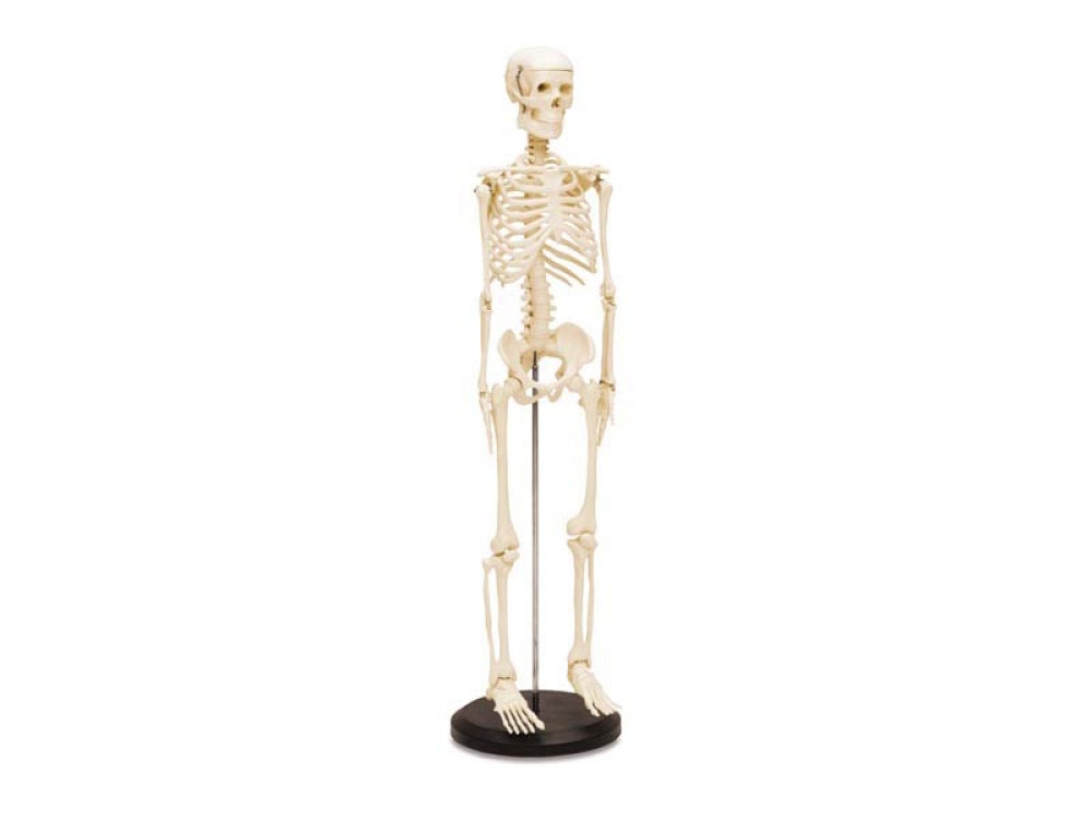 Small human skeleton model