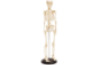 Small human skeleton model