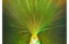 Fibre Optic Spray Lamp – Glitter Base