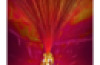 Fibre Optic Spray Lamp – Glitter Base