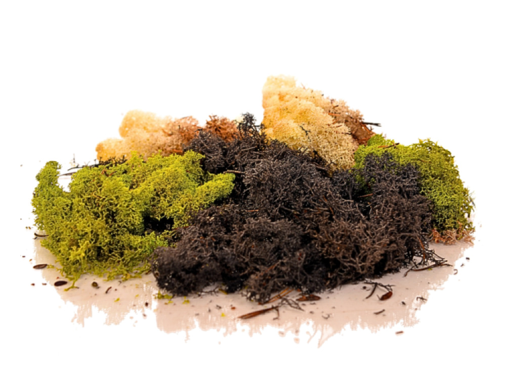 Mixed Moss Pack