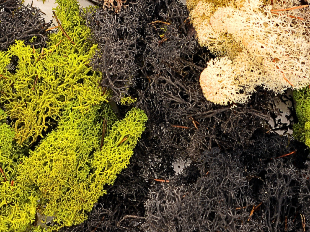 Mixed Moss Pack