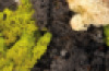 Mixed Moss Pack