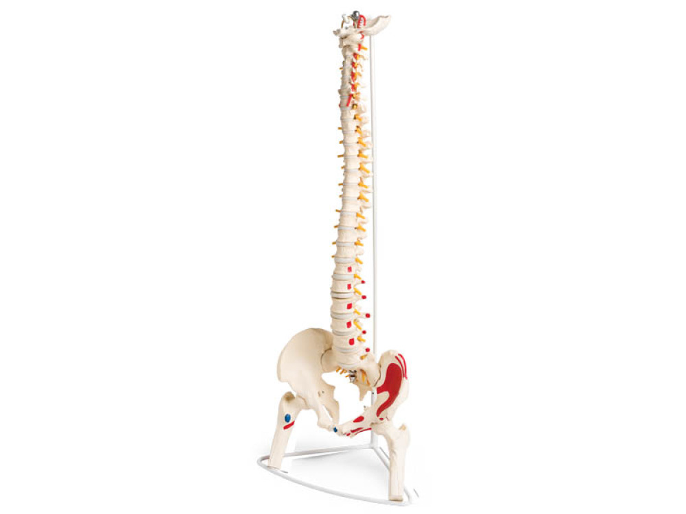 Human vertebral column and pelvis. Model