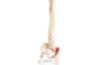 Human vertebral column and pelvis. Model