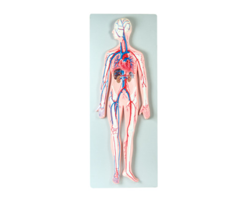 Blood circulation system. 3D board