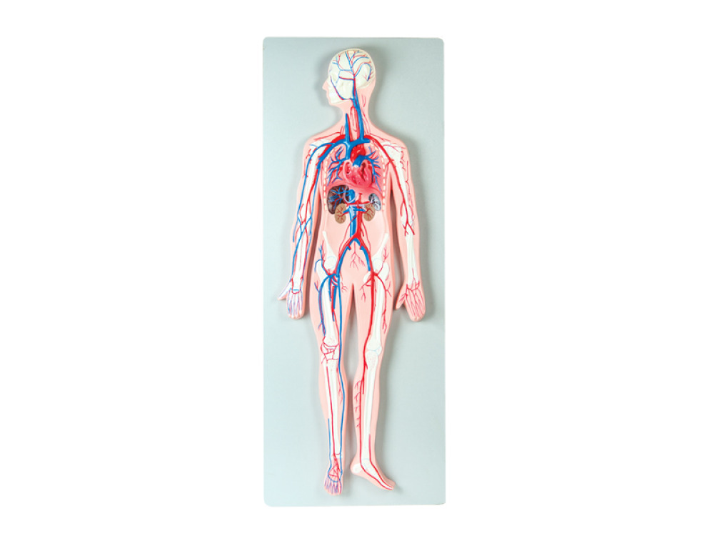 Blood circulation system. 3D board
