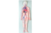 Blood circulation system. 3D board