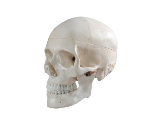 Skull model