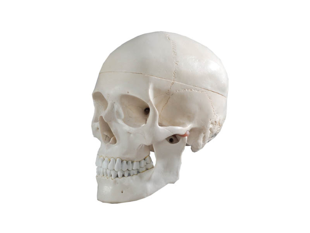 Skull model