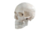 Skull model