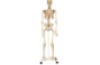 Human skeleton model